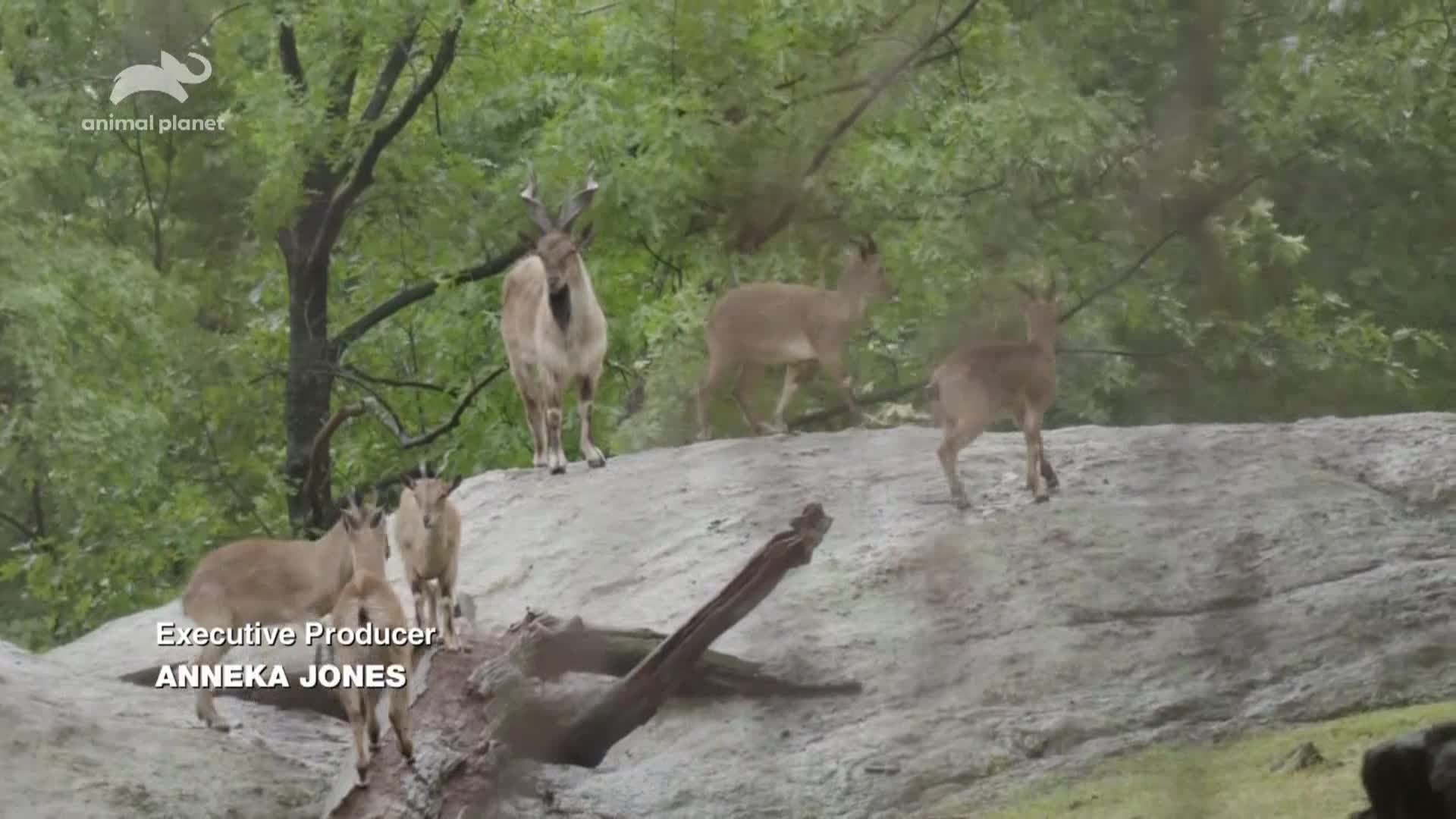 AnimalPlanet