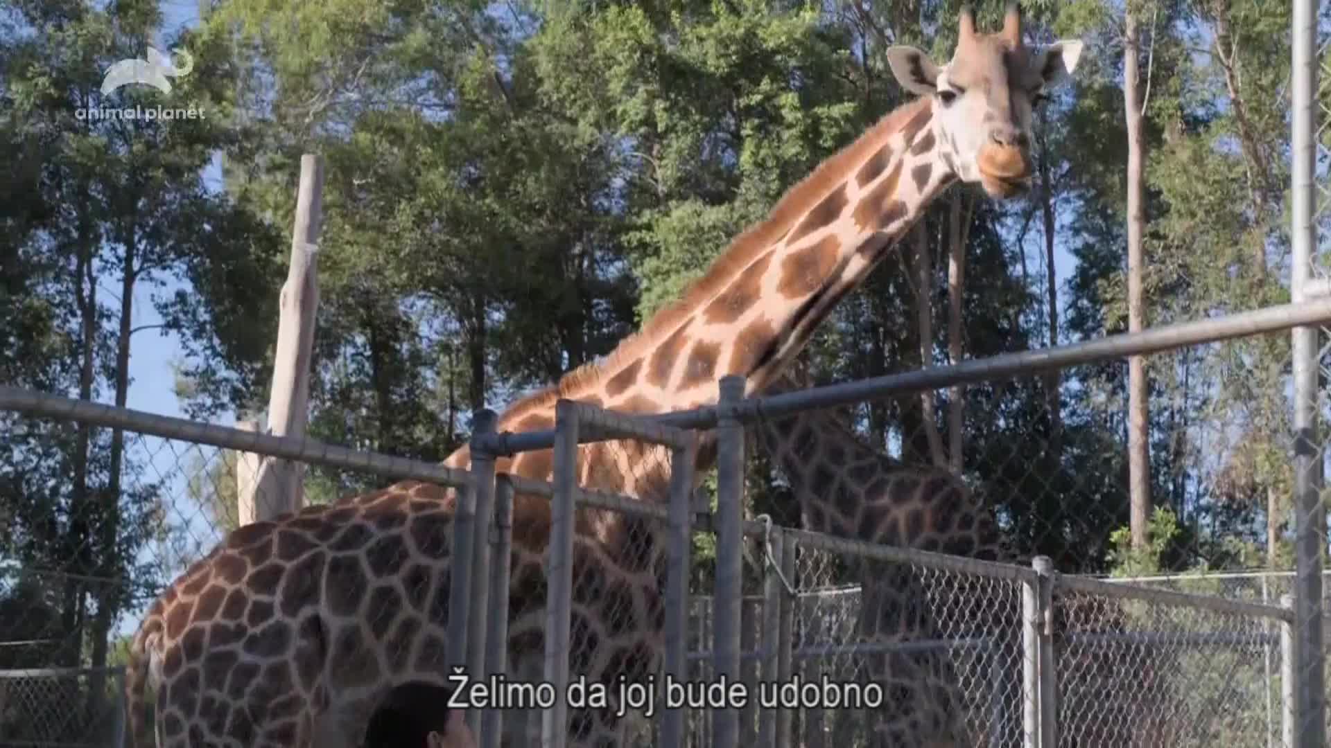 AnimalPlanet