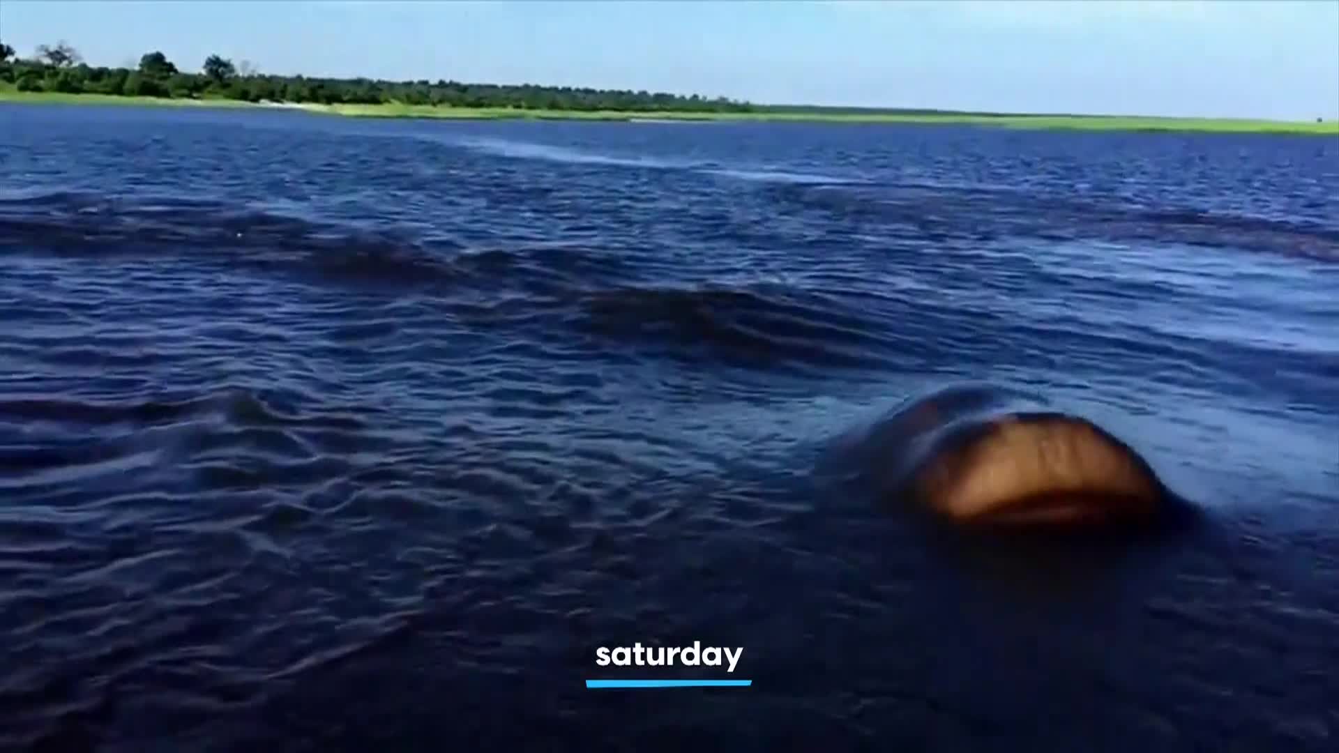 AnimalPlanet