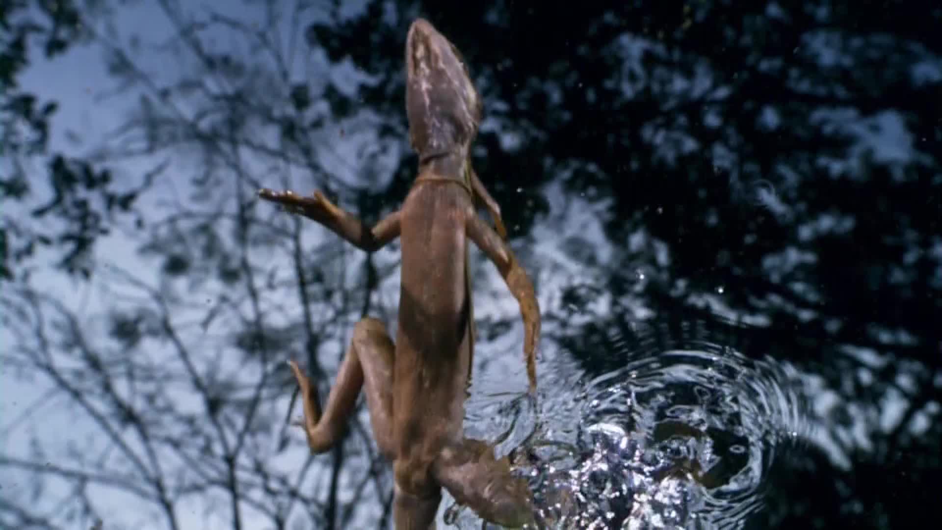 AnimalPlanet