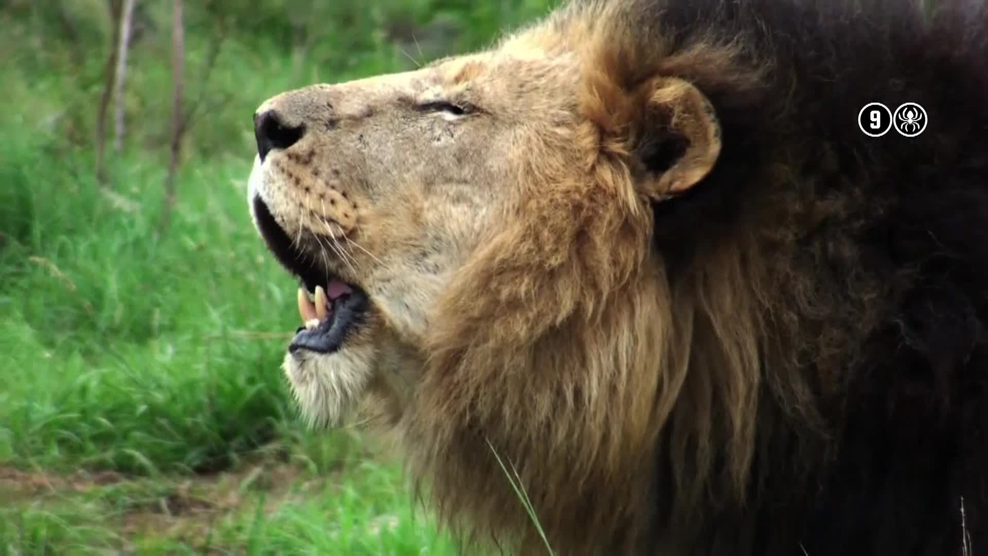 AnimalPlanet