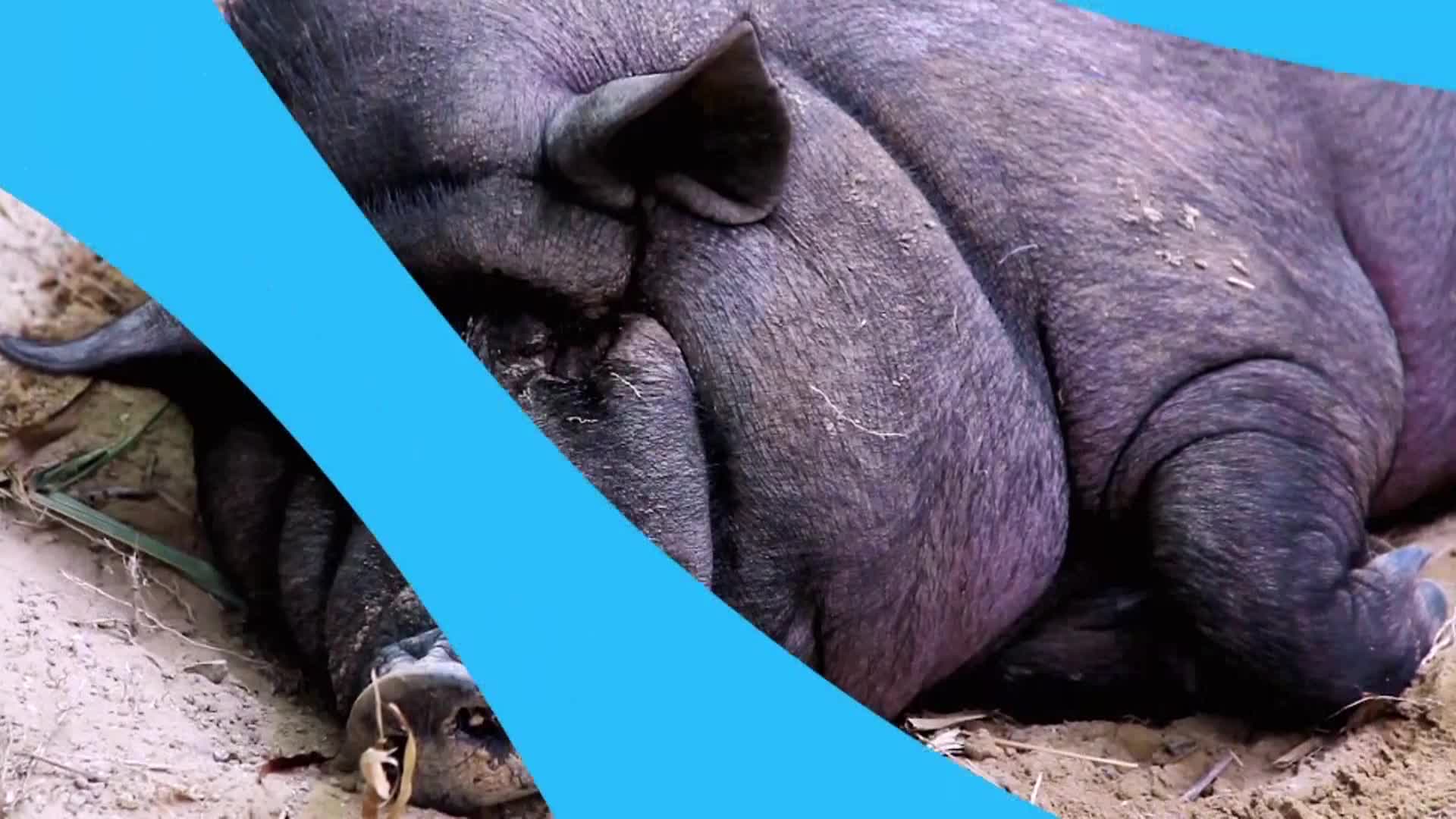 AnimalPlanet