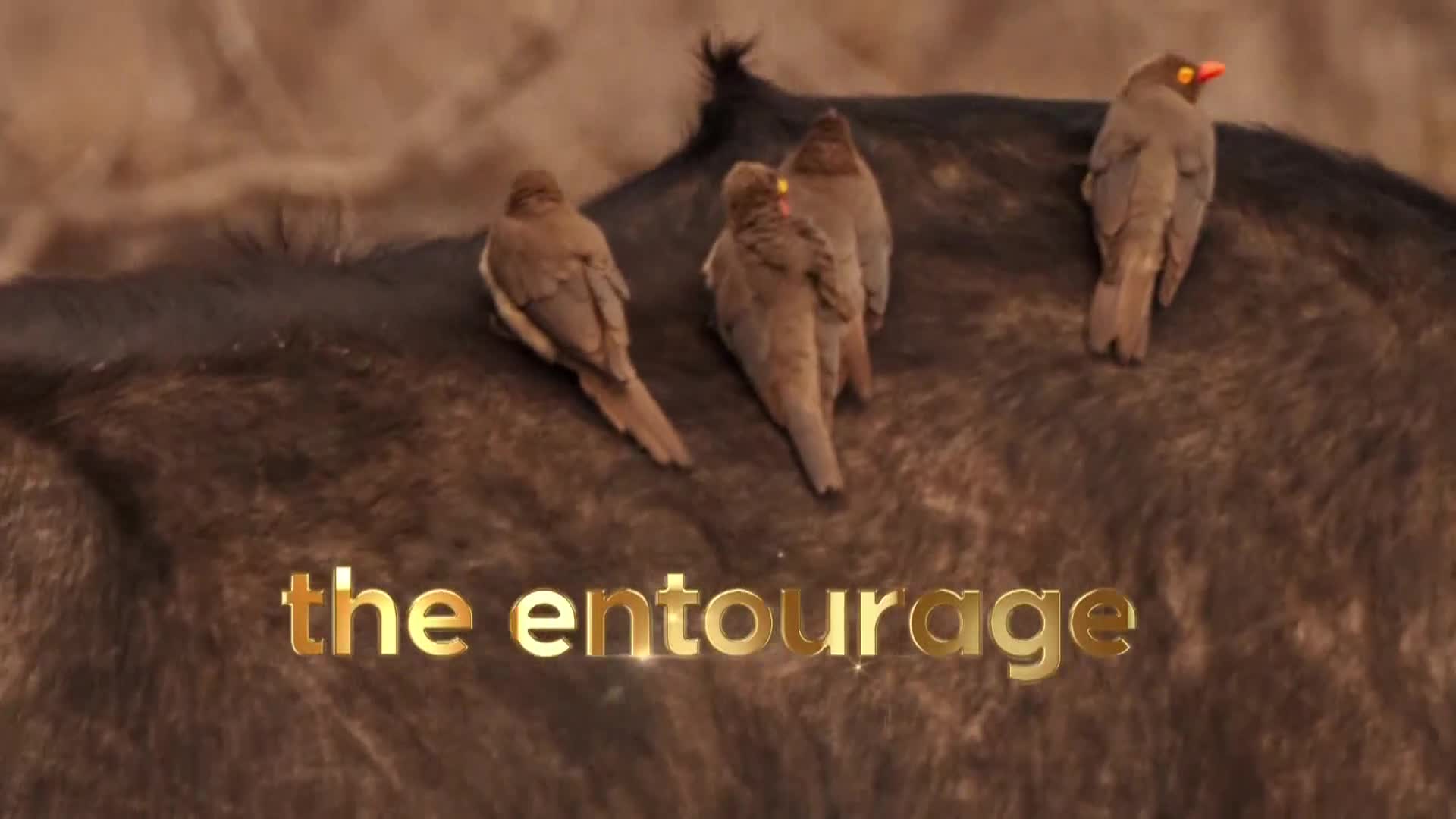 AnimalPlanet