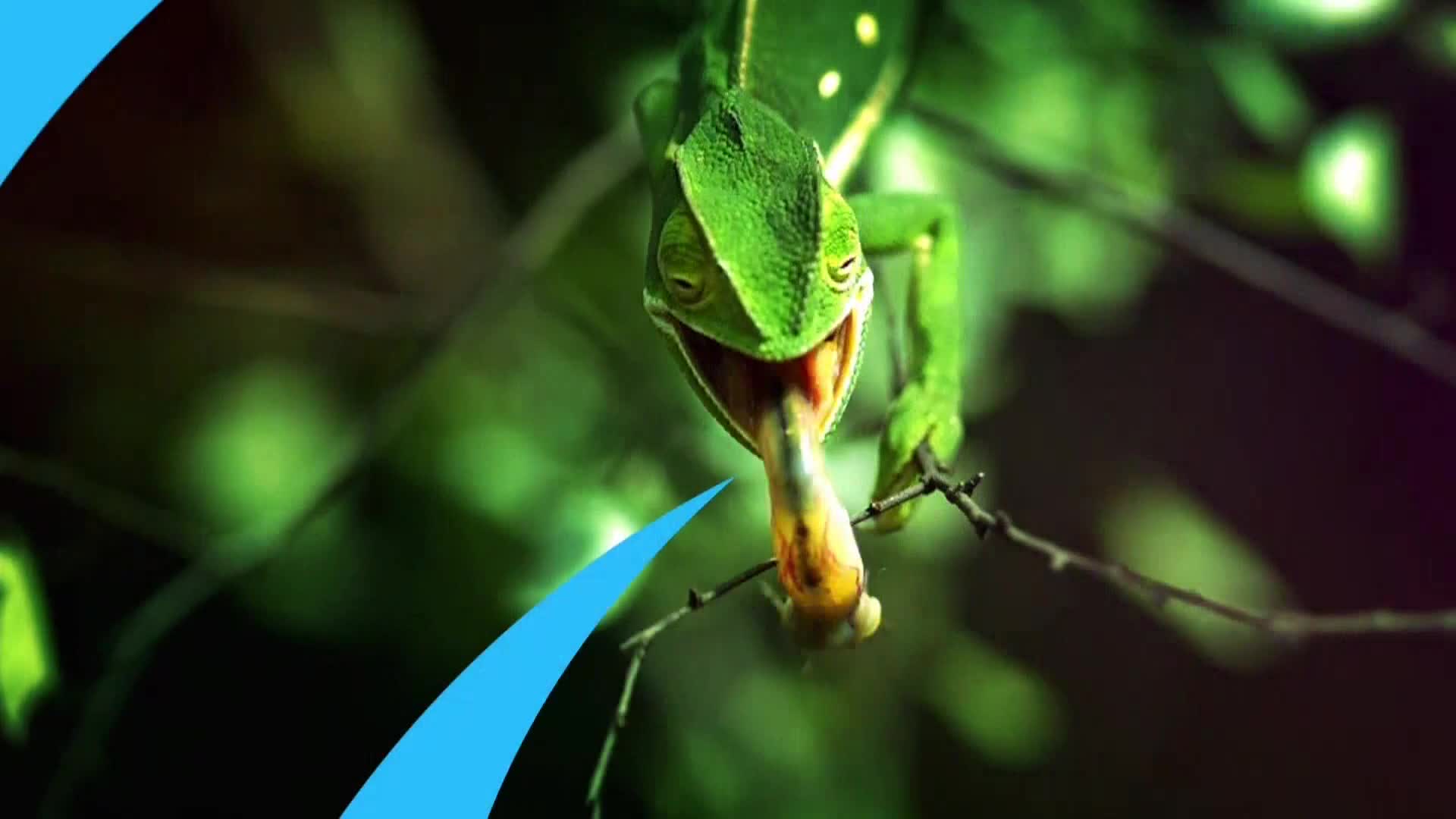 AnimalPlanet