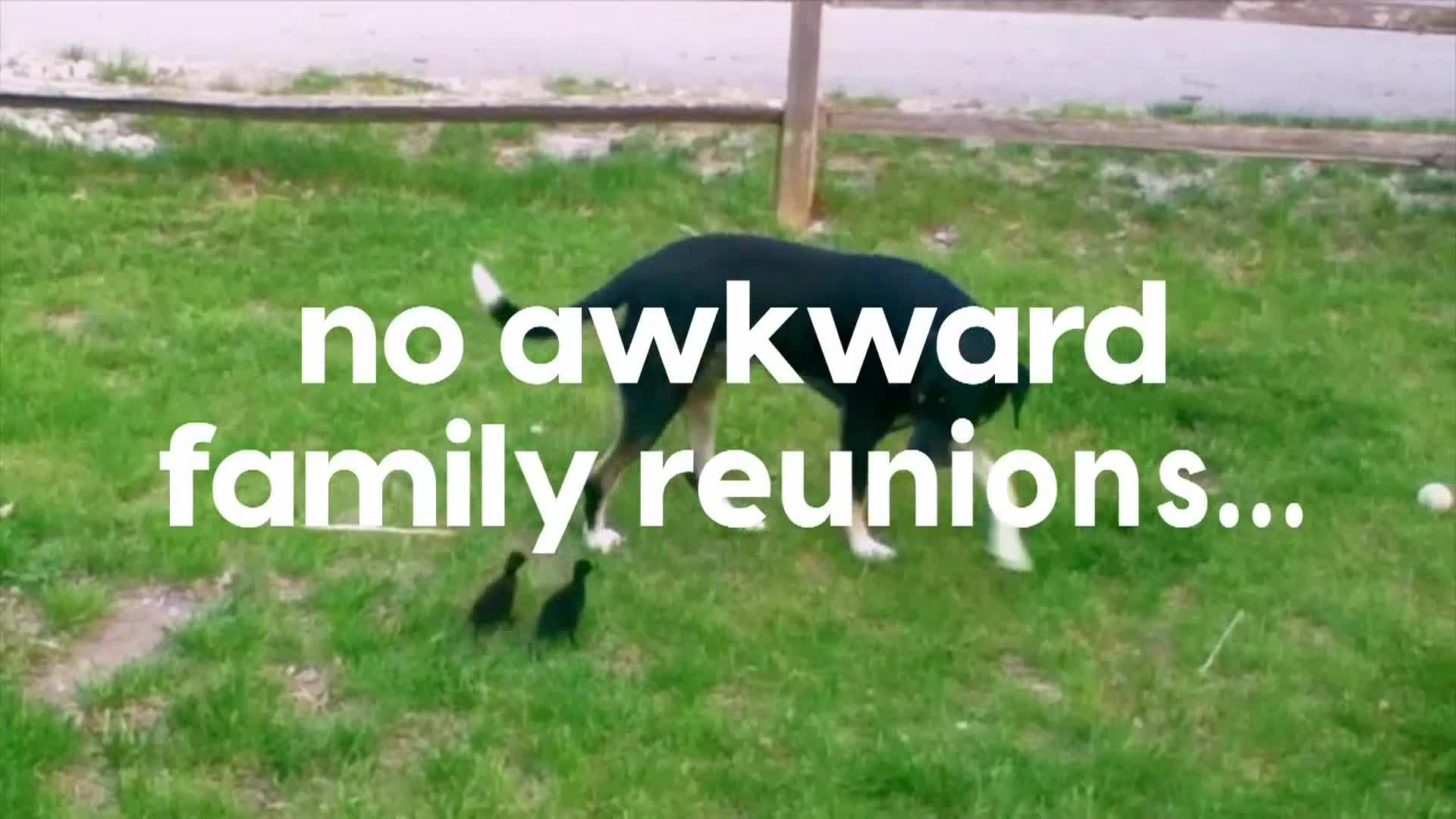 AnimalPlanet