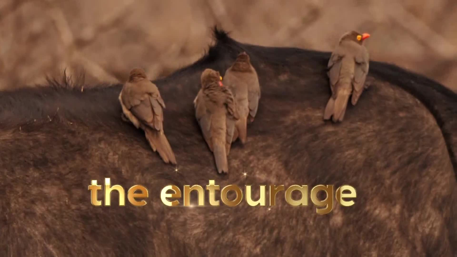 AnimalPlanet