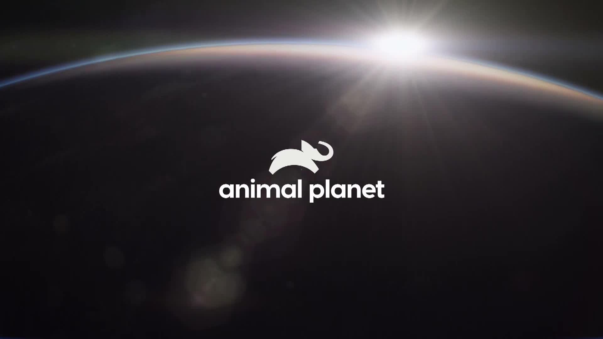 AnimalPlanet