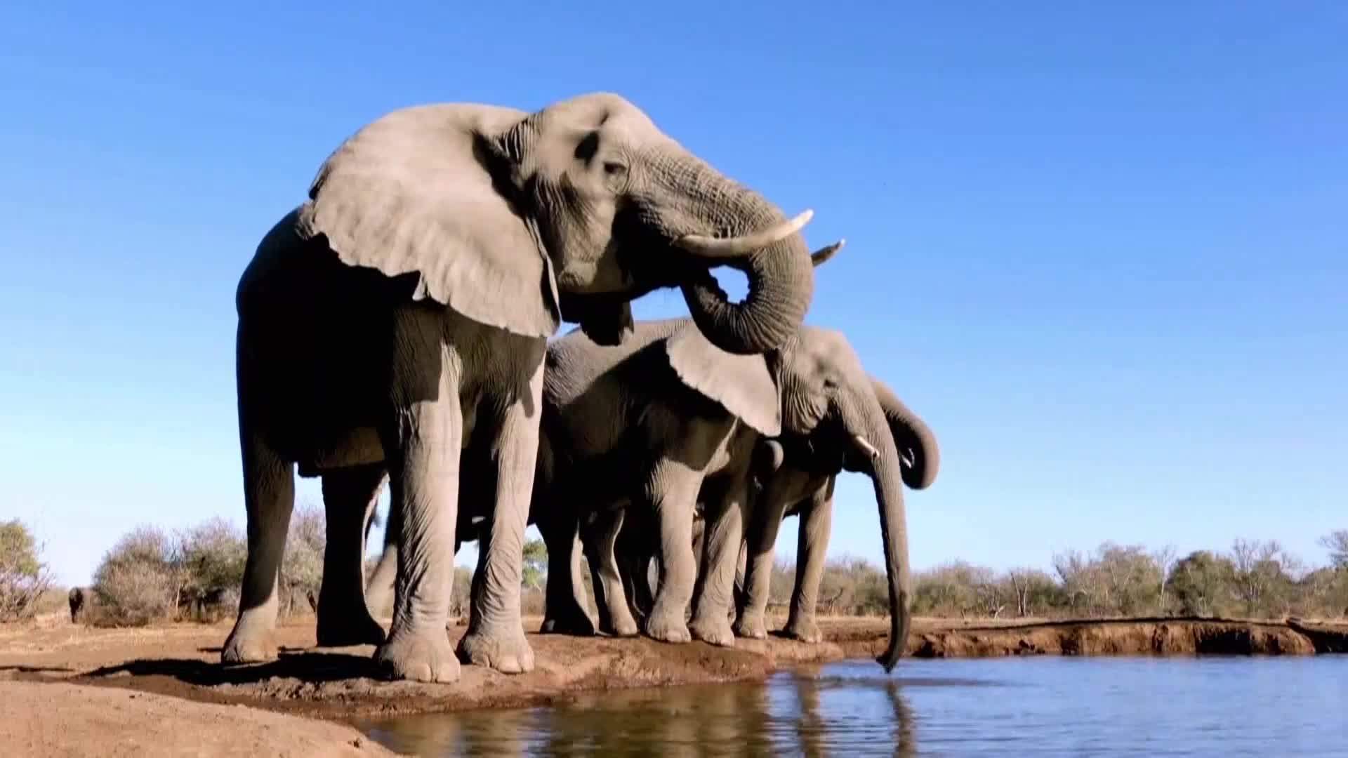 AnimalPlanet