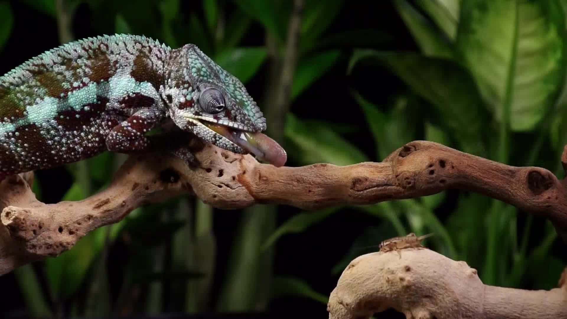 AnimalPlanet