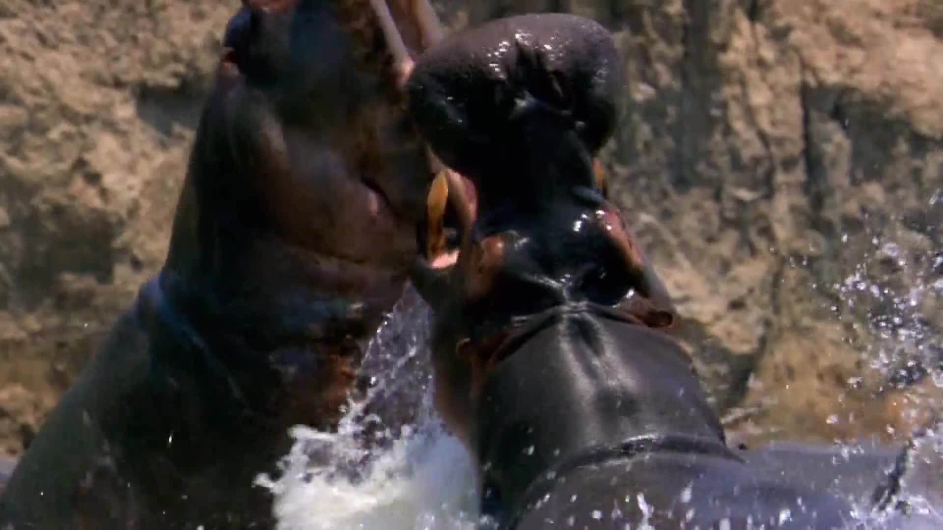 AnimalPlanet
