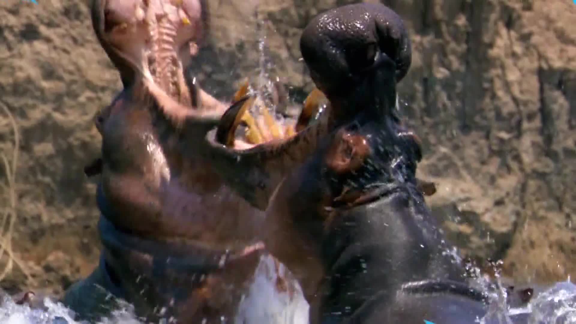 AnimalPlanet