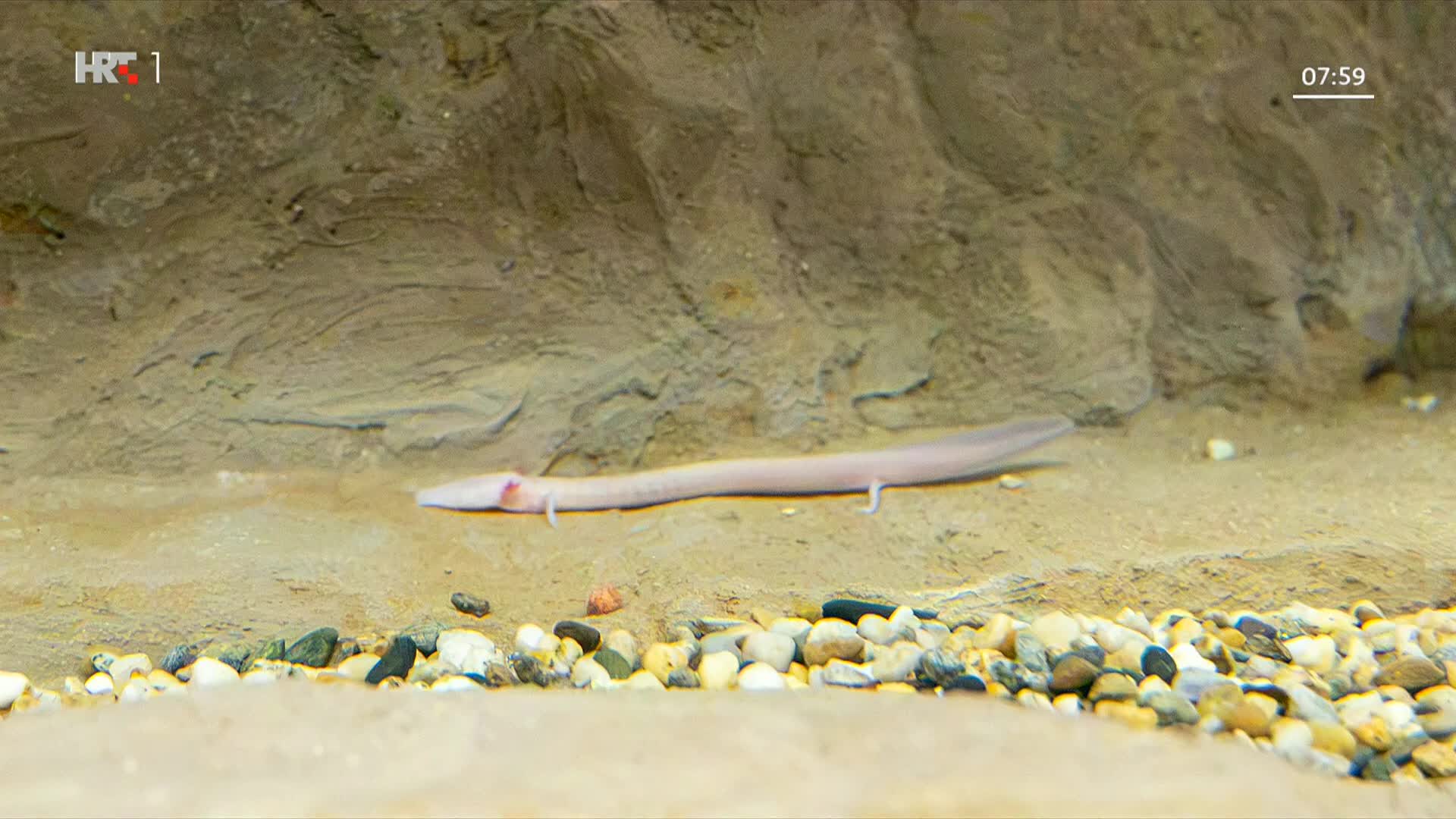 HRT1