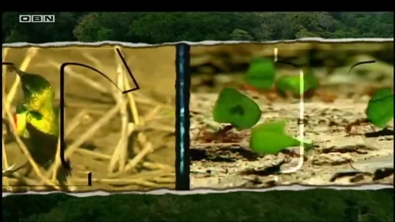 obn