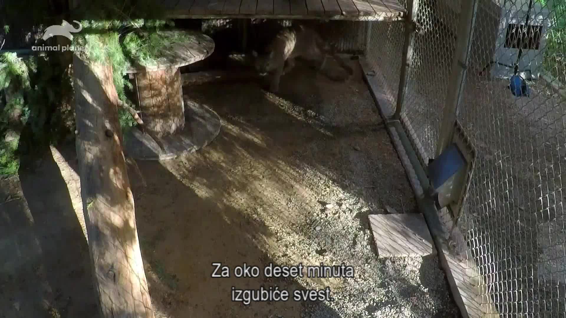 AnimalPlanet