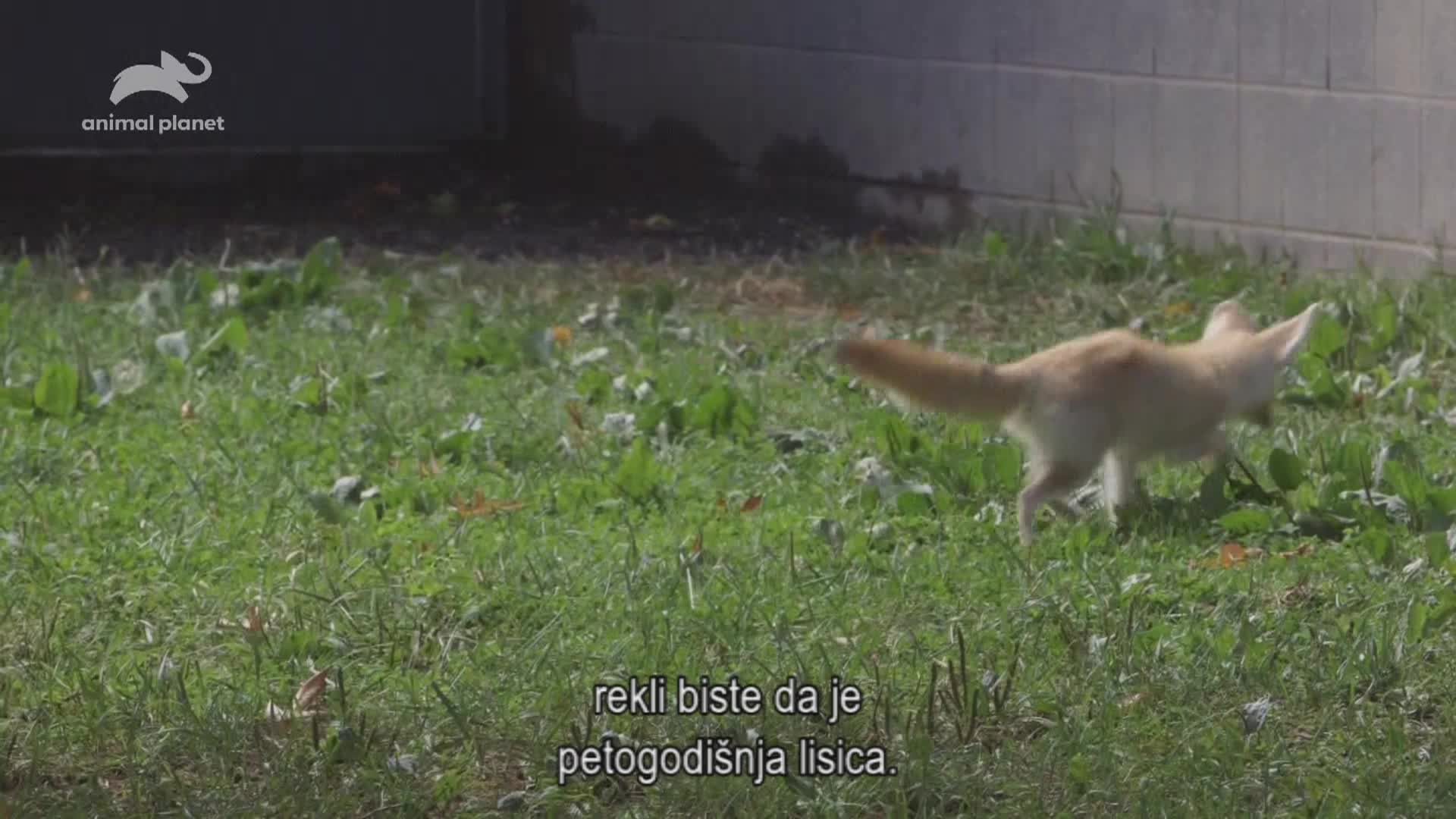 AnimalPlanet