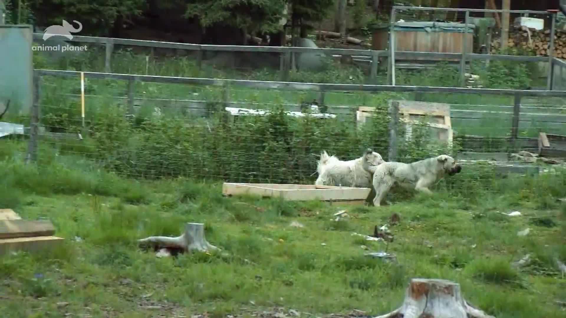 AnimalPlanet