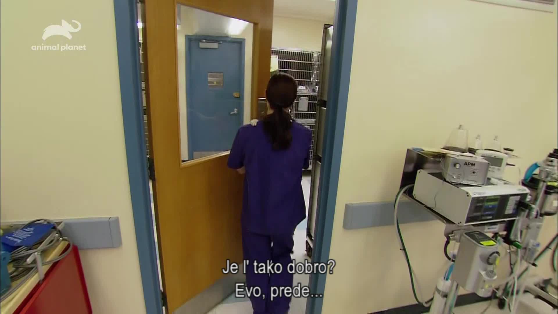 AnimalPlanet