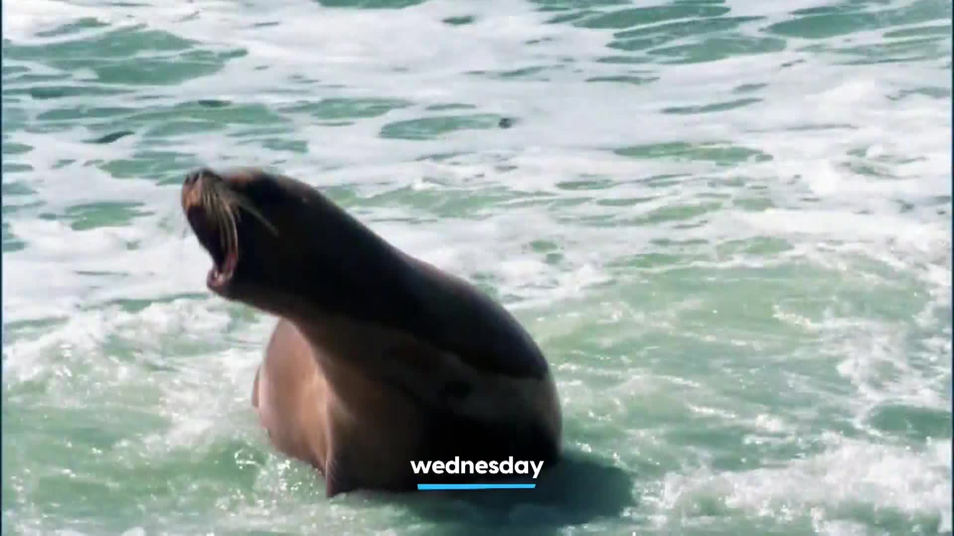 AnimalPlanet