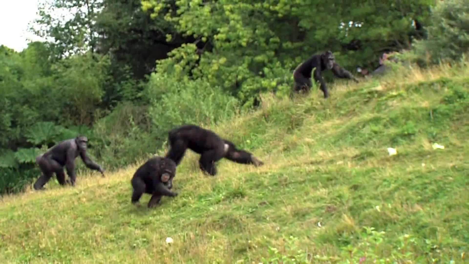AnimalPlanet