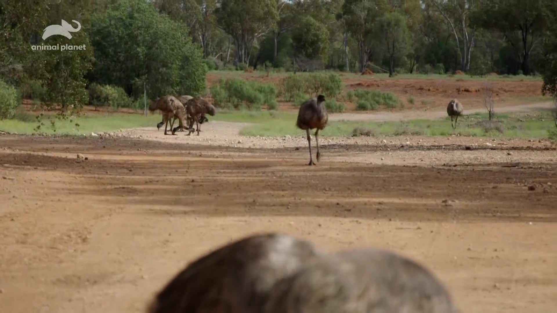 AnimalPlanet