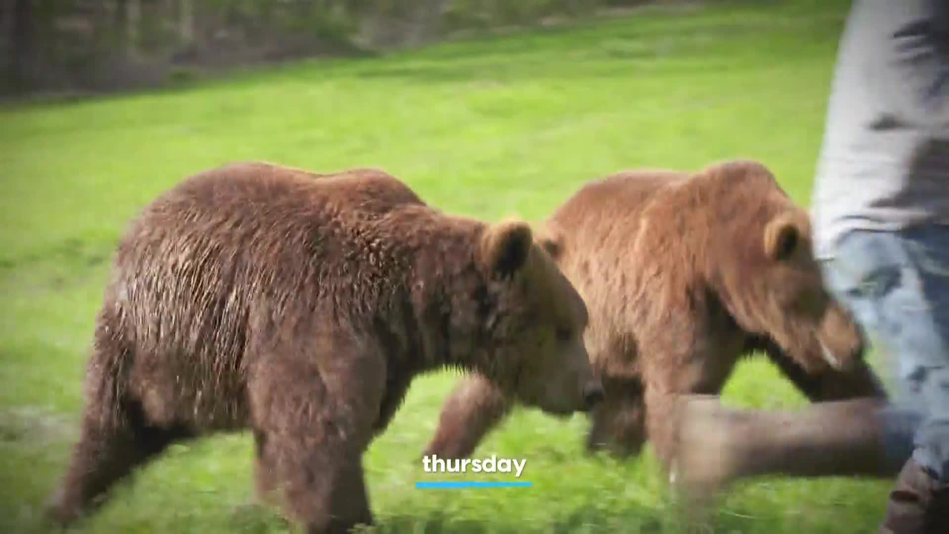 AnimalPlanet