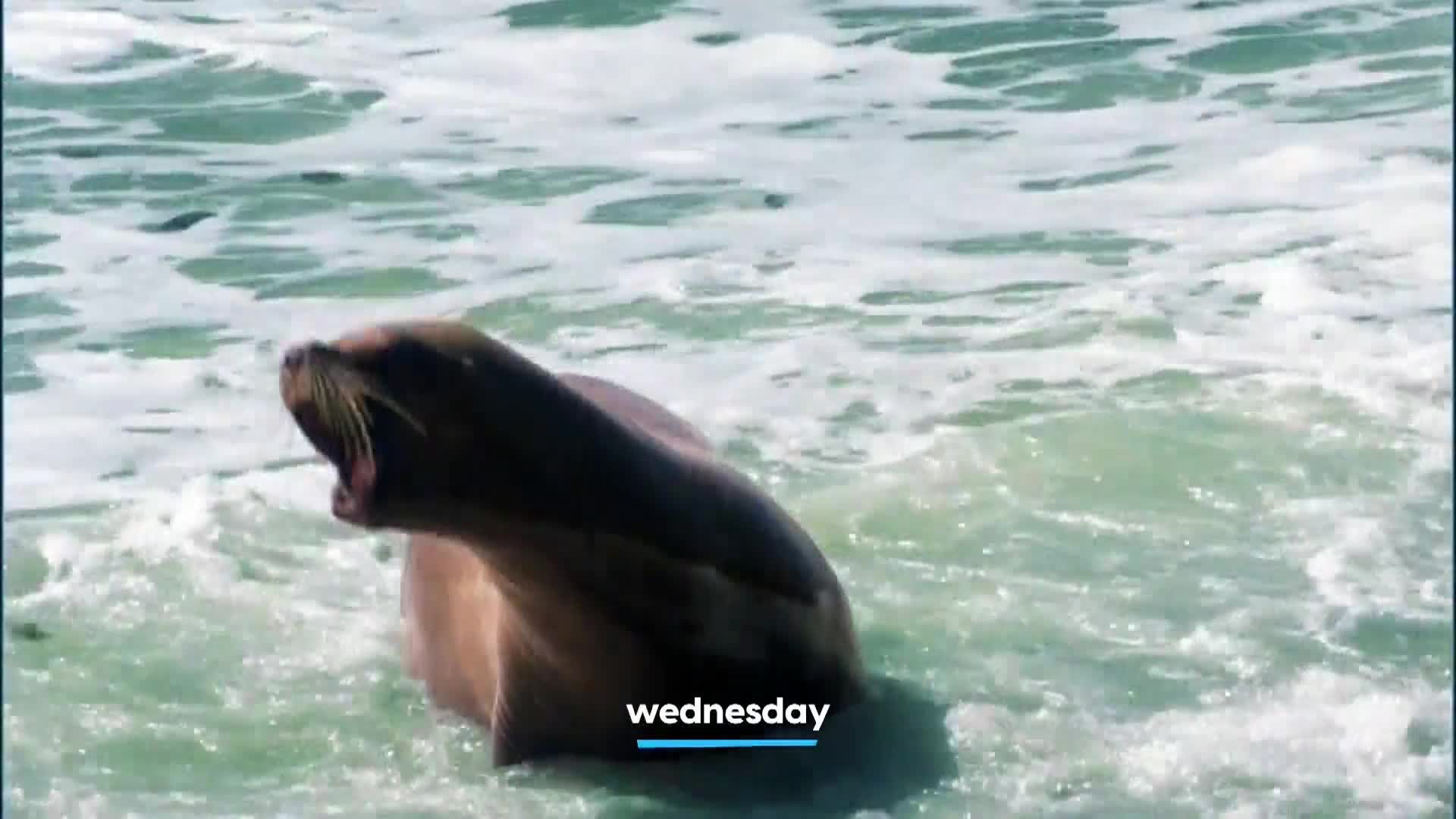 AnimalPlanet