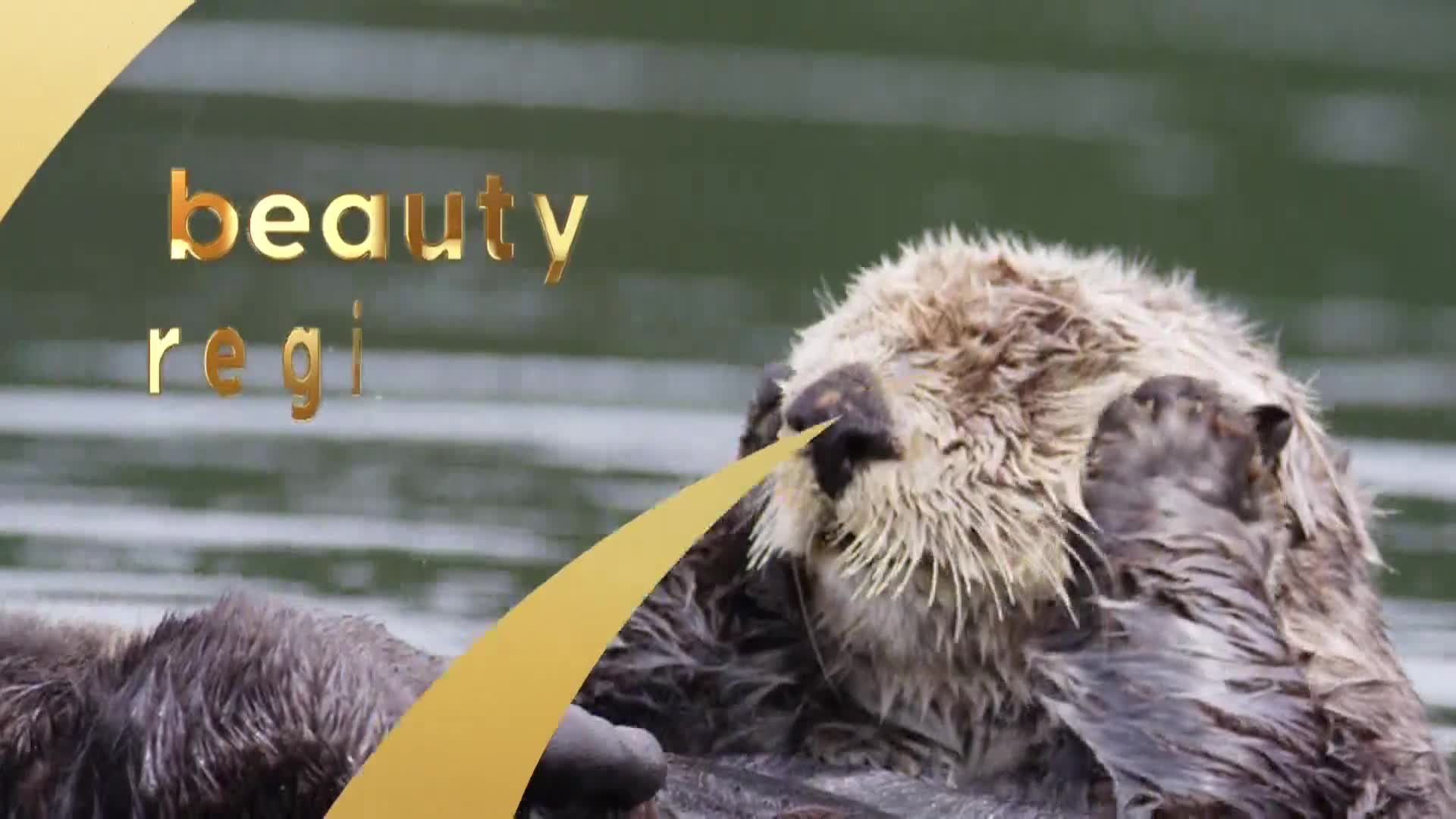 AnimalPlanet