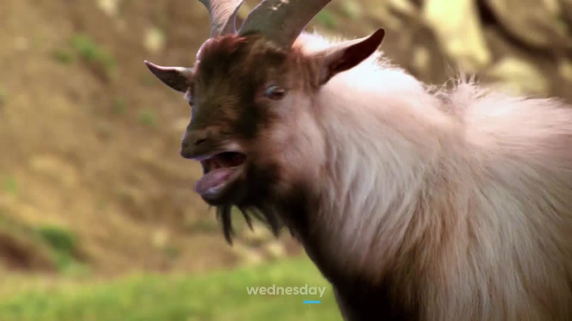 AnimalPlanet