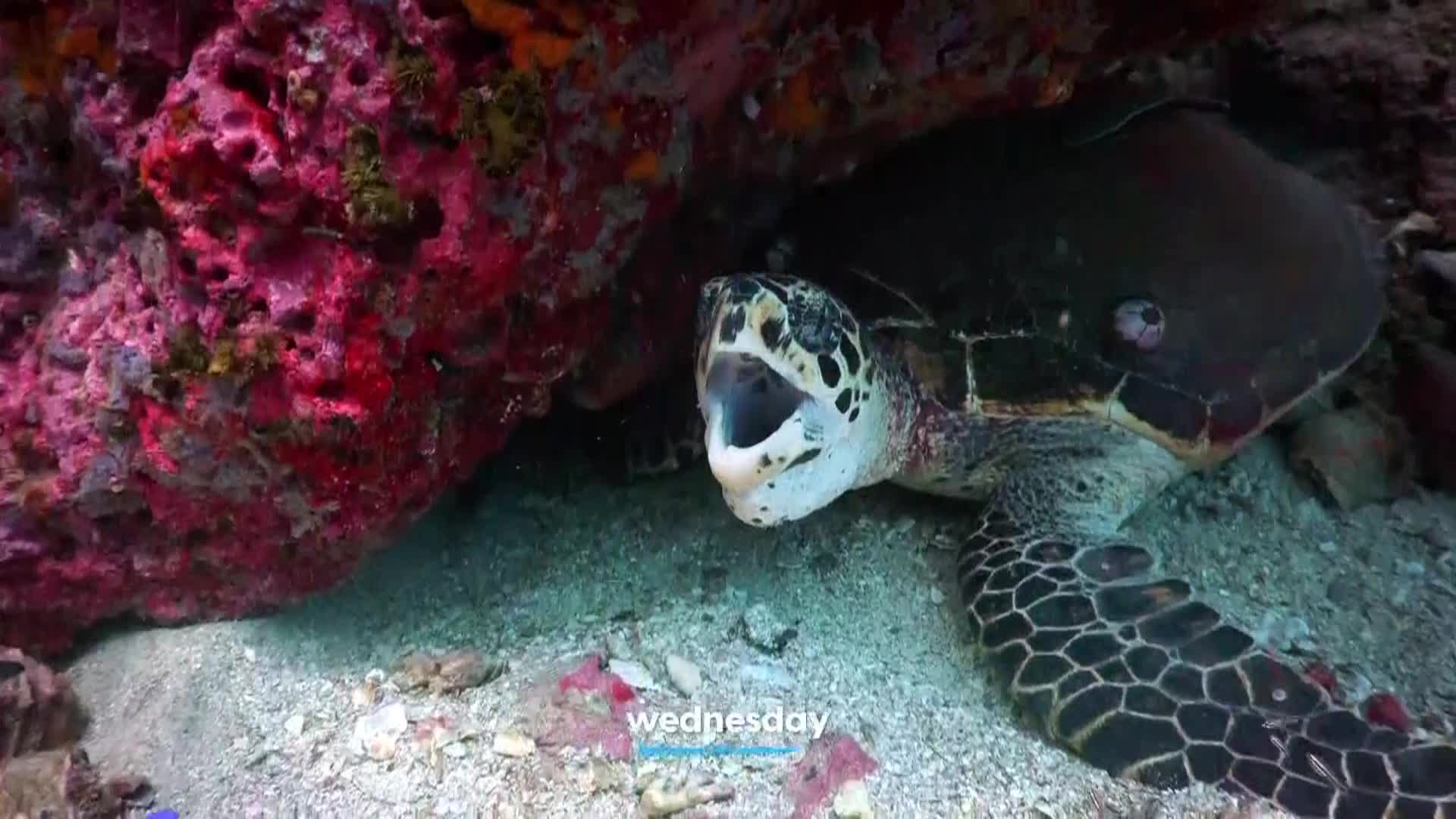 AnimalPlanet