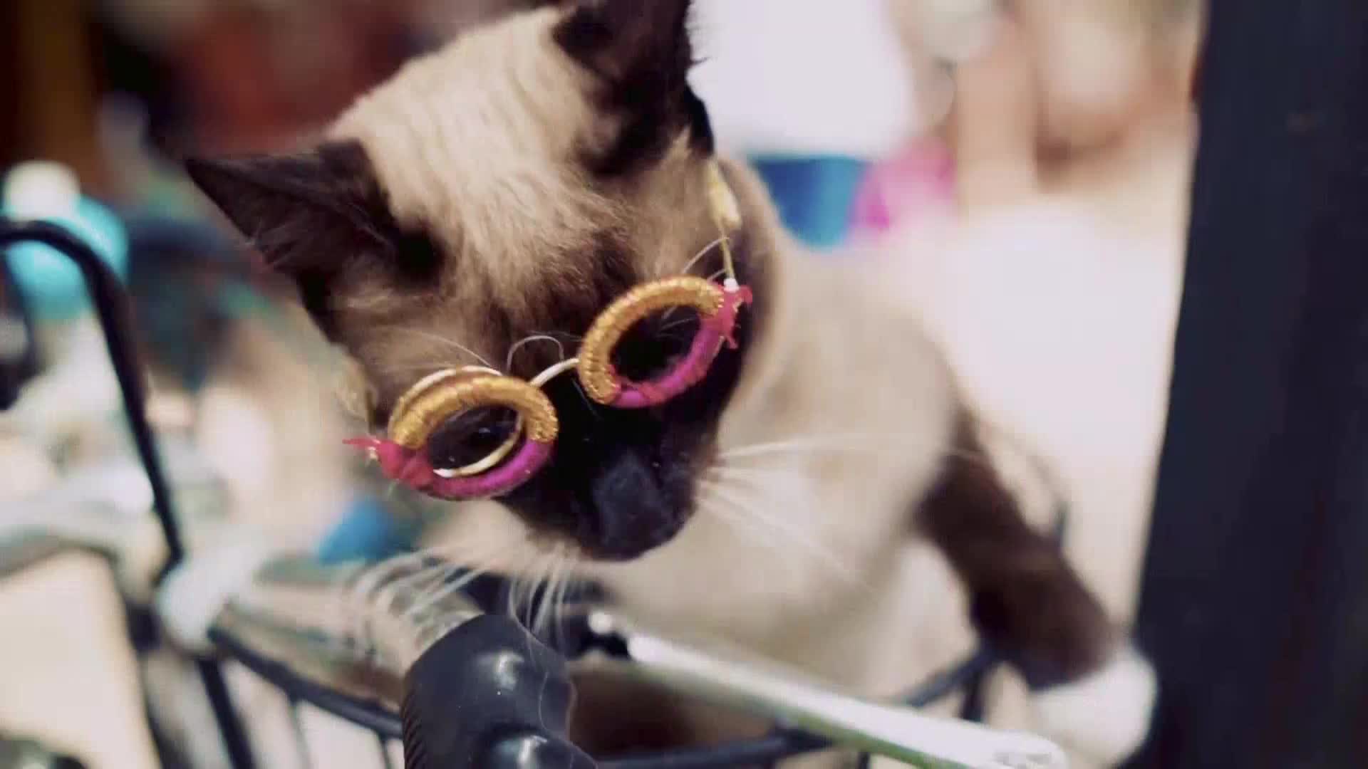 AnimalPlanet