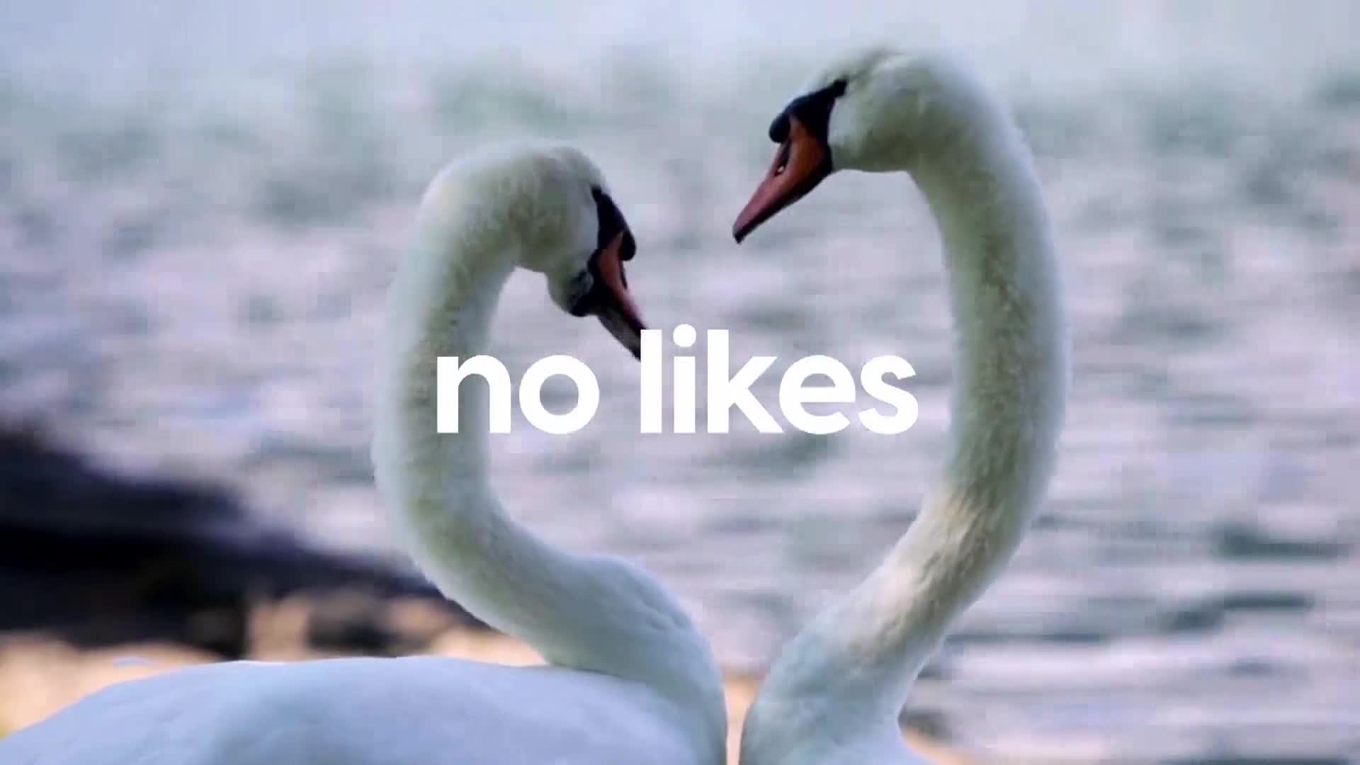 AnimalPlanet