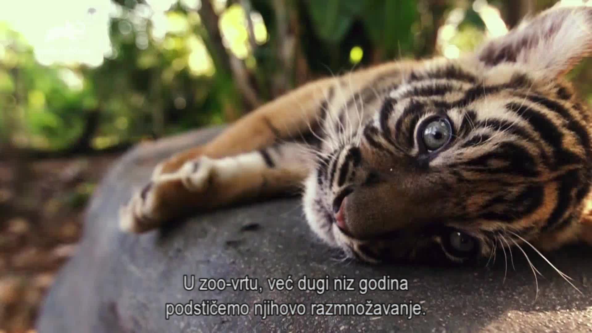 AnimalPlanet