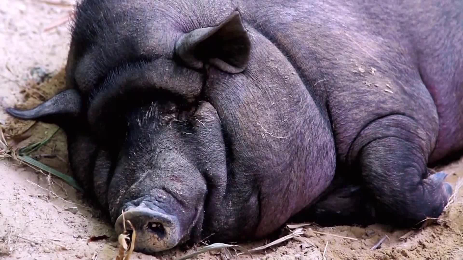 AnimalPlanet