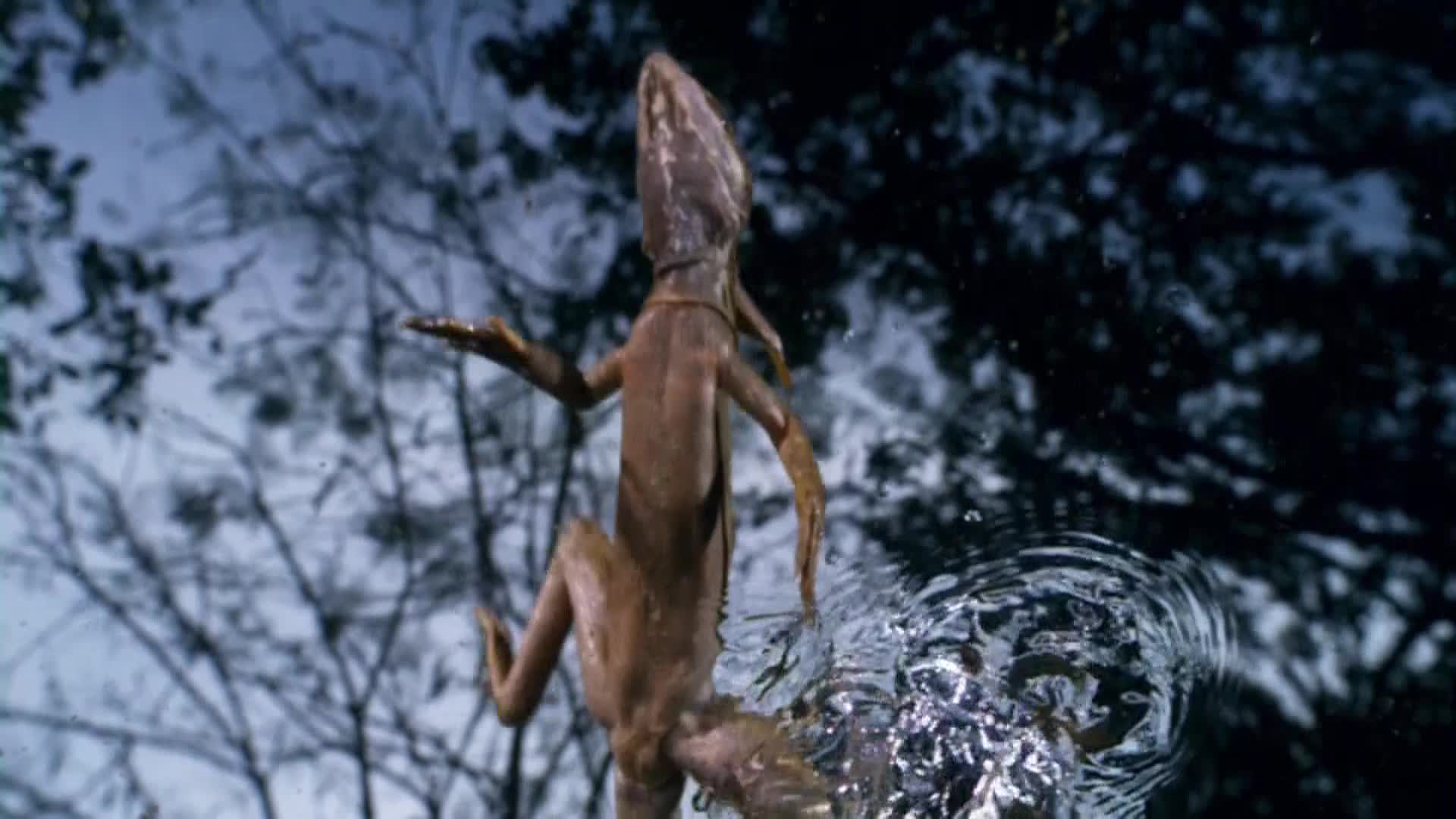 AnimalPlanet