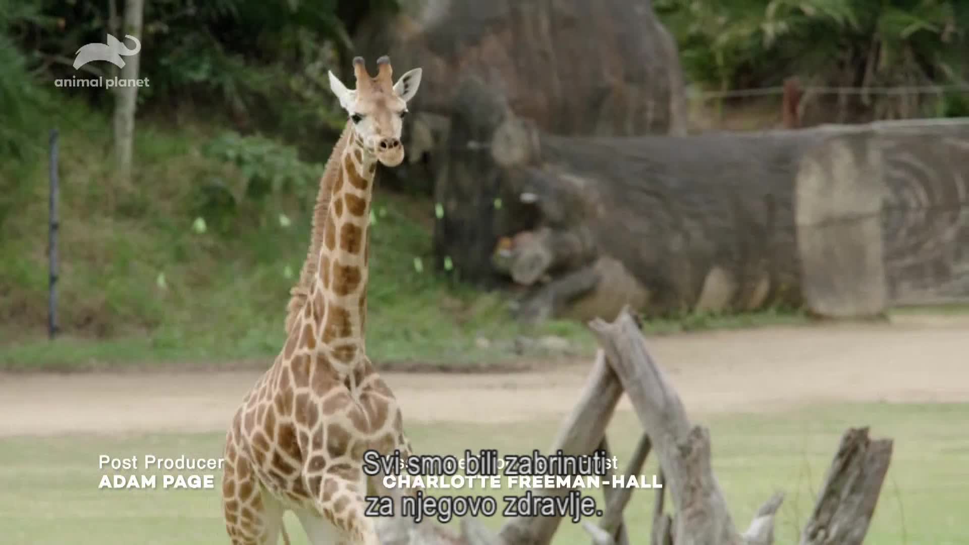 AnimalPlanet