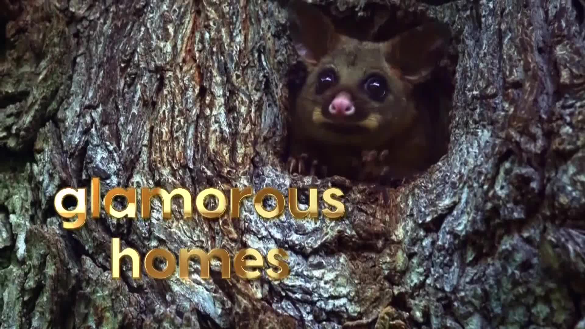 AnimalPlanet