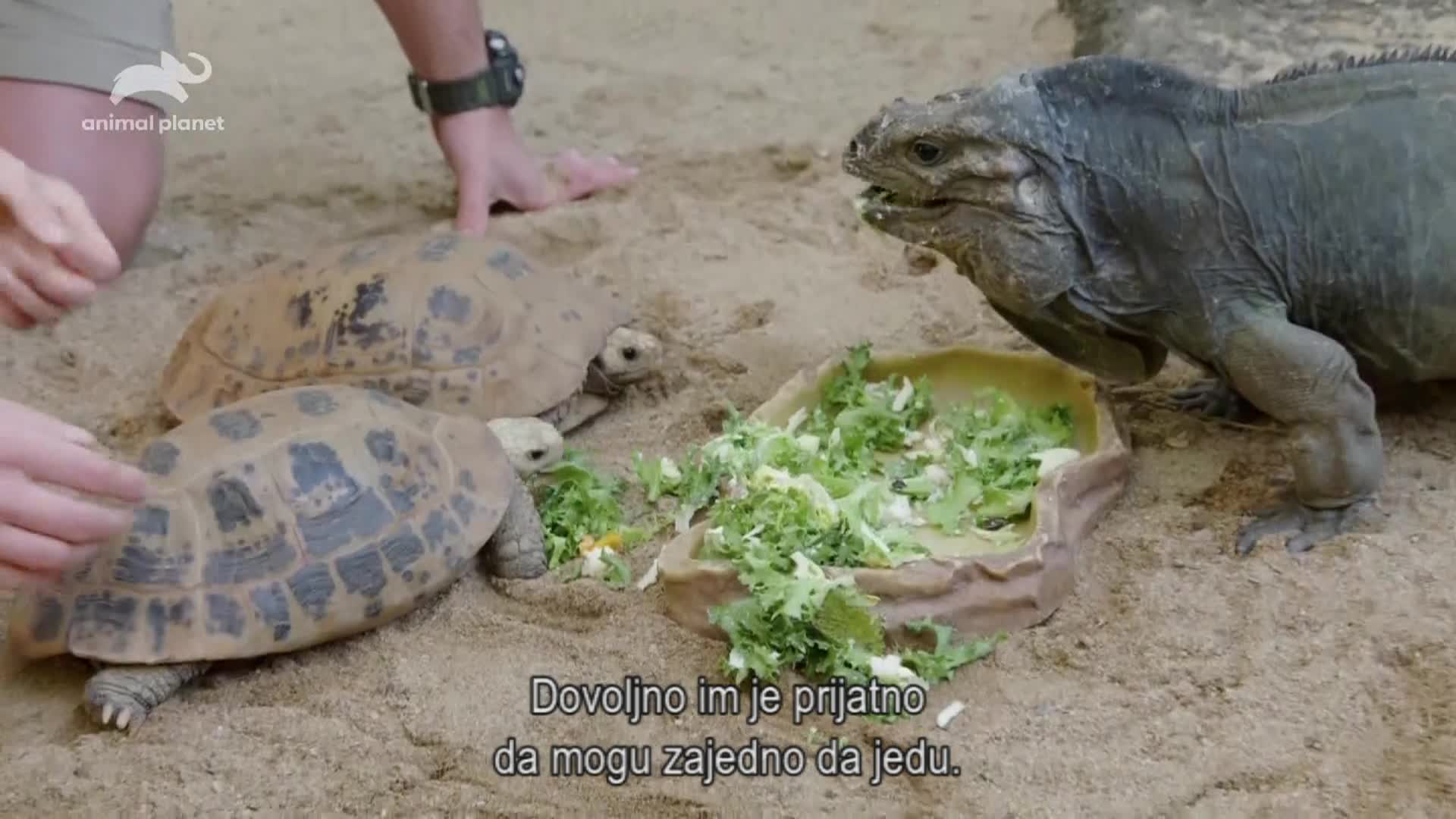 AnimalPlanet