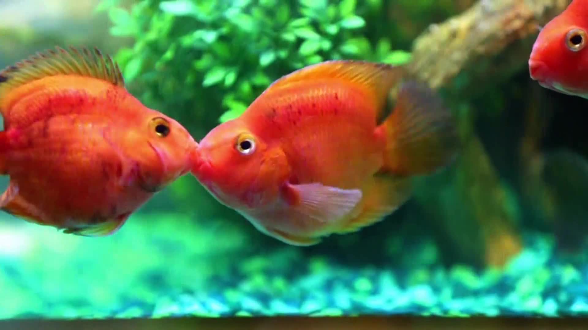 AnimalPlanet