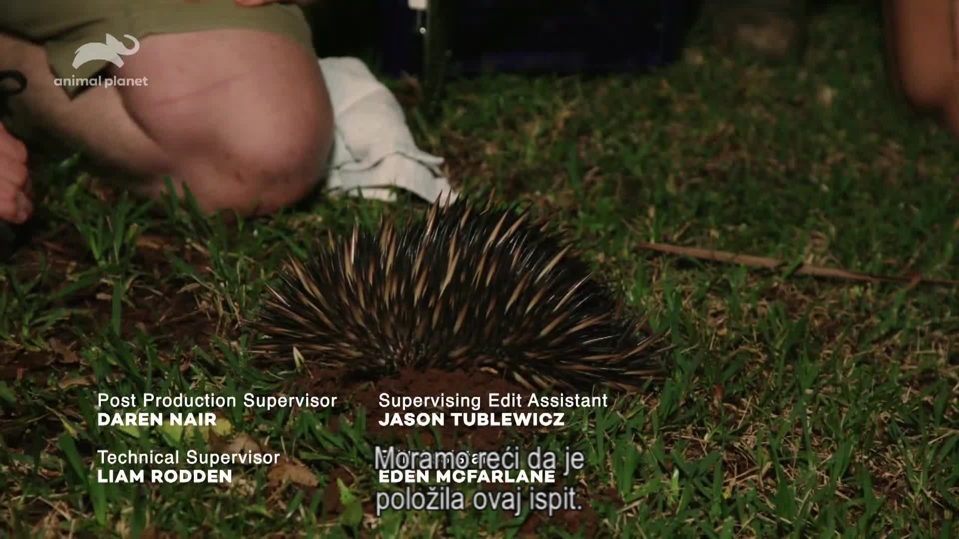 AnimalPlanet