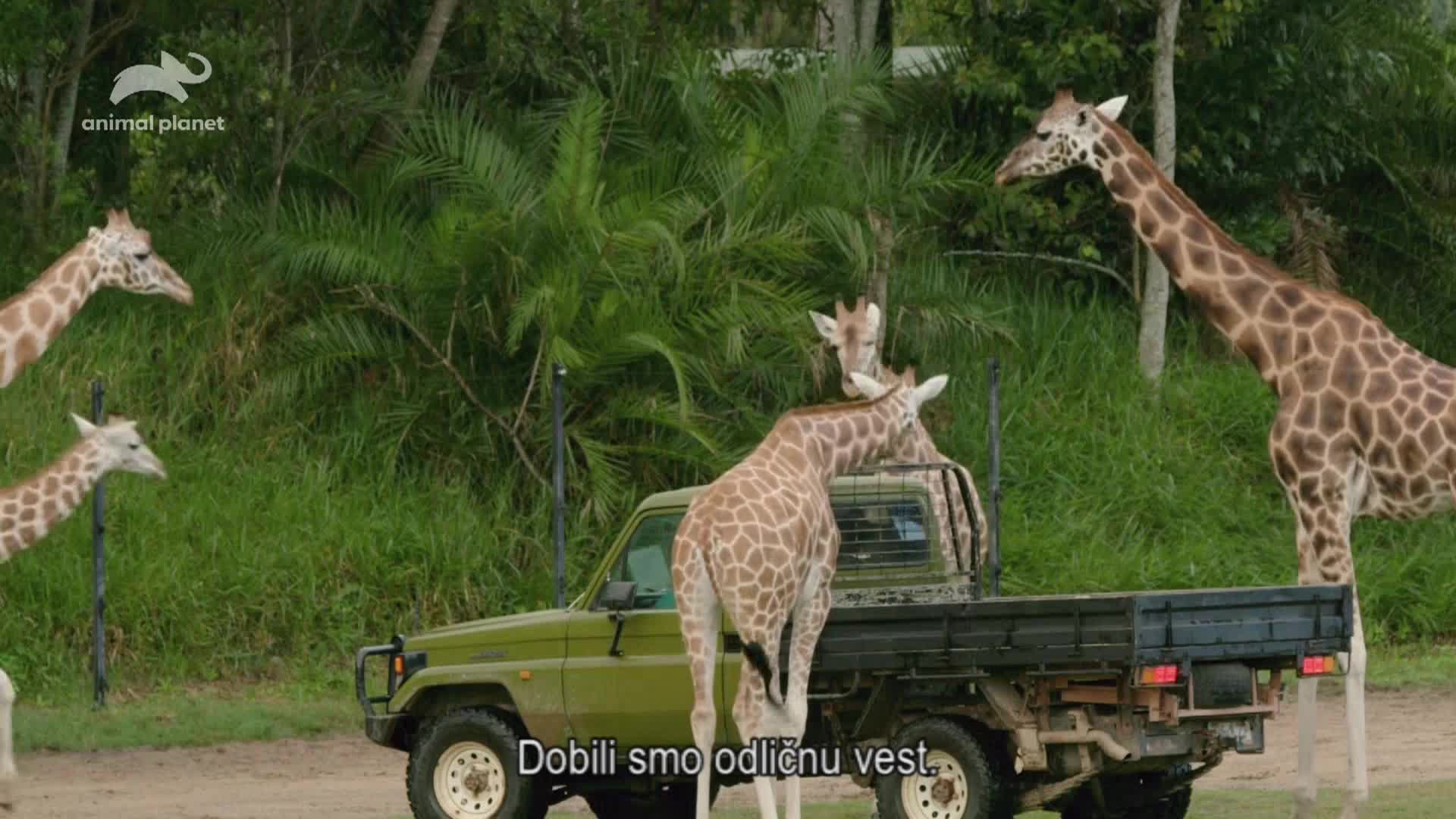 AnimalPlanet