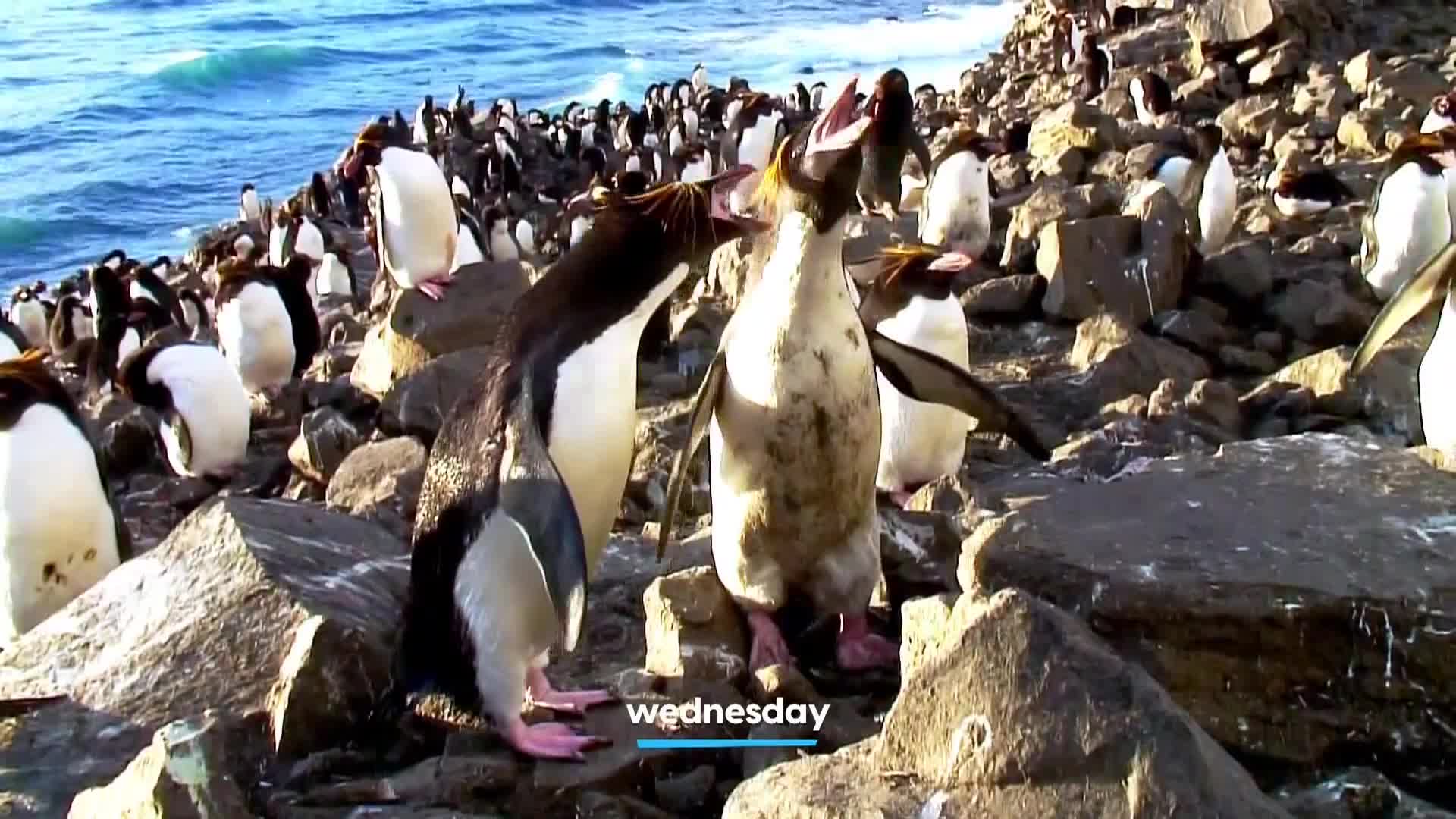 AnimalPlanet