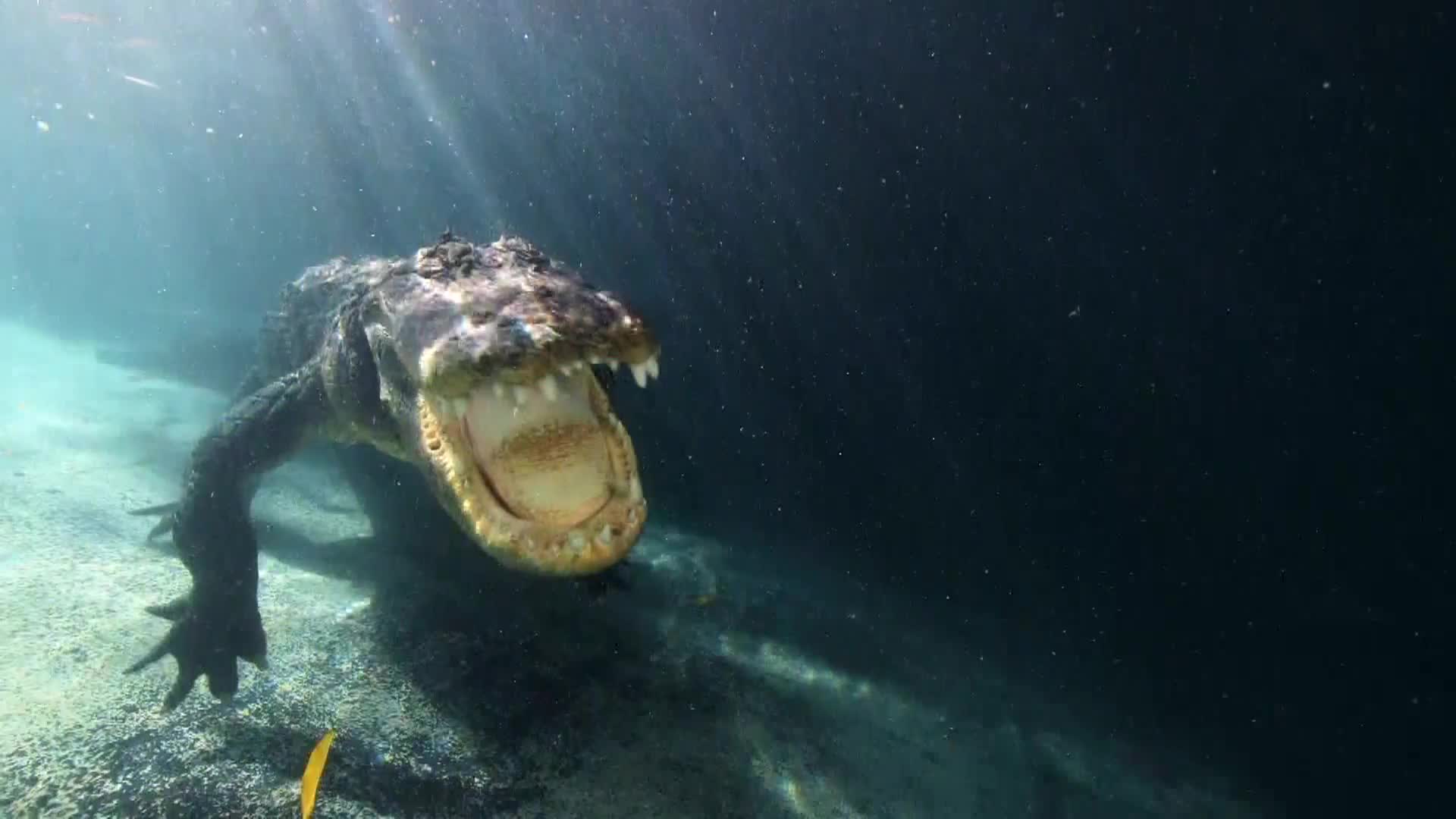 AnimalPlanet