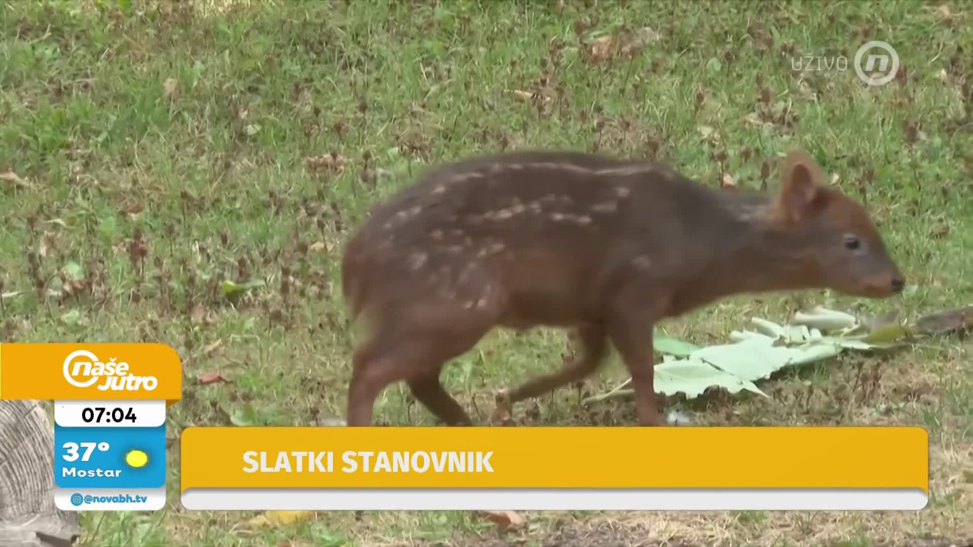 NovaTVbh