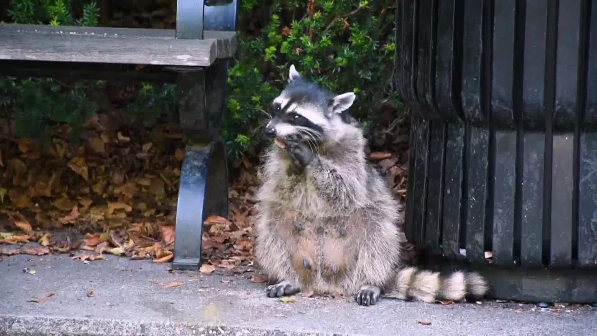 AnimalPlanet