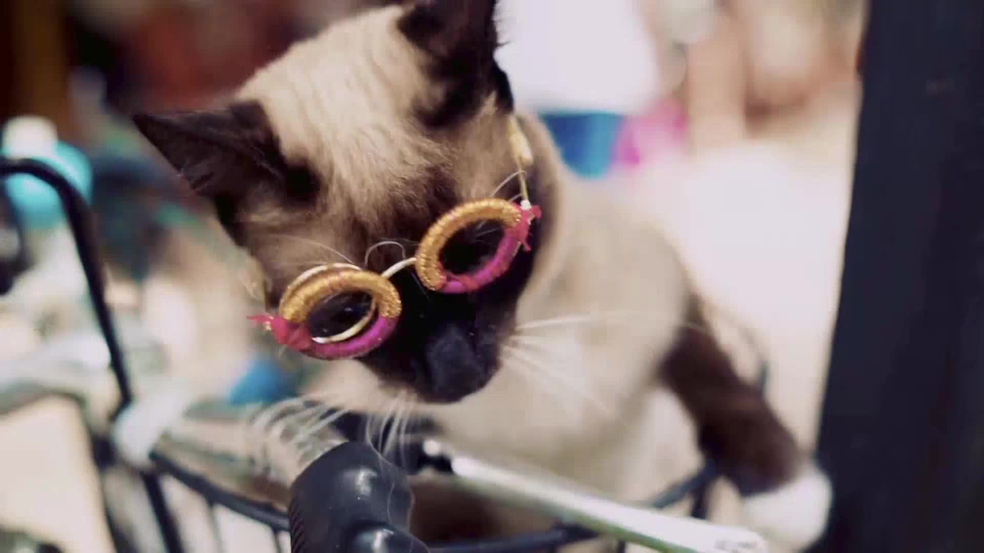 AnimalPlanet