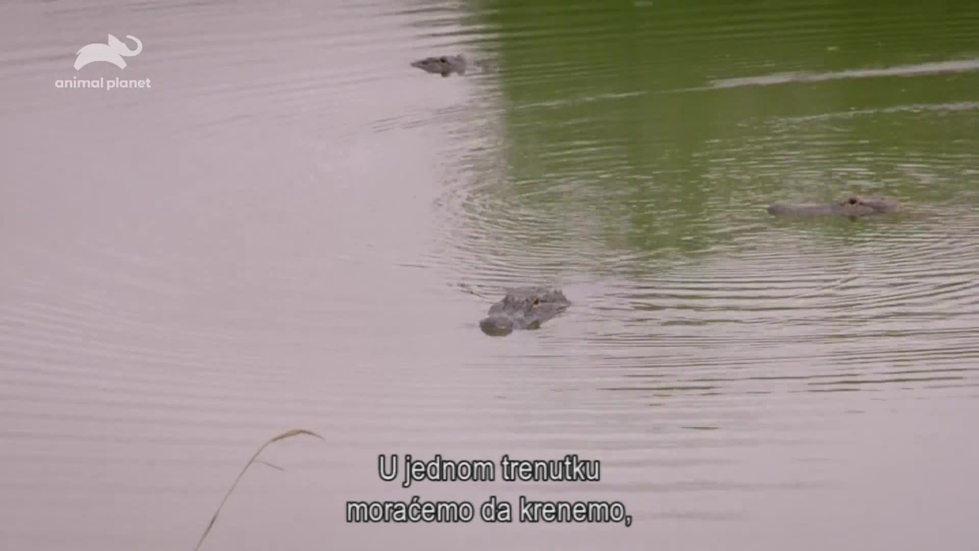 AnimalPlanet