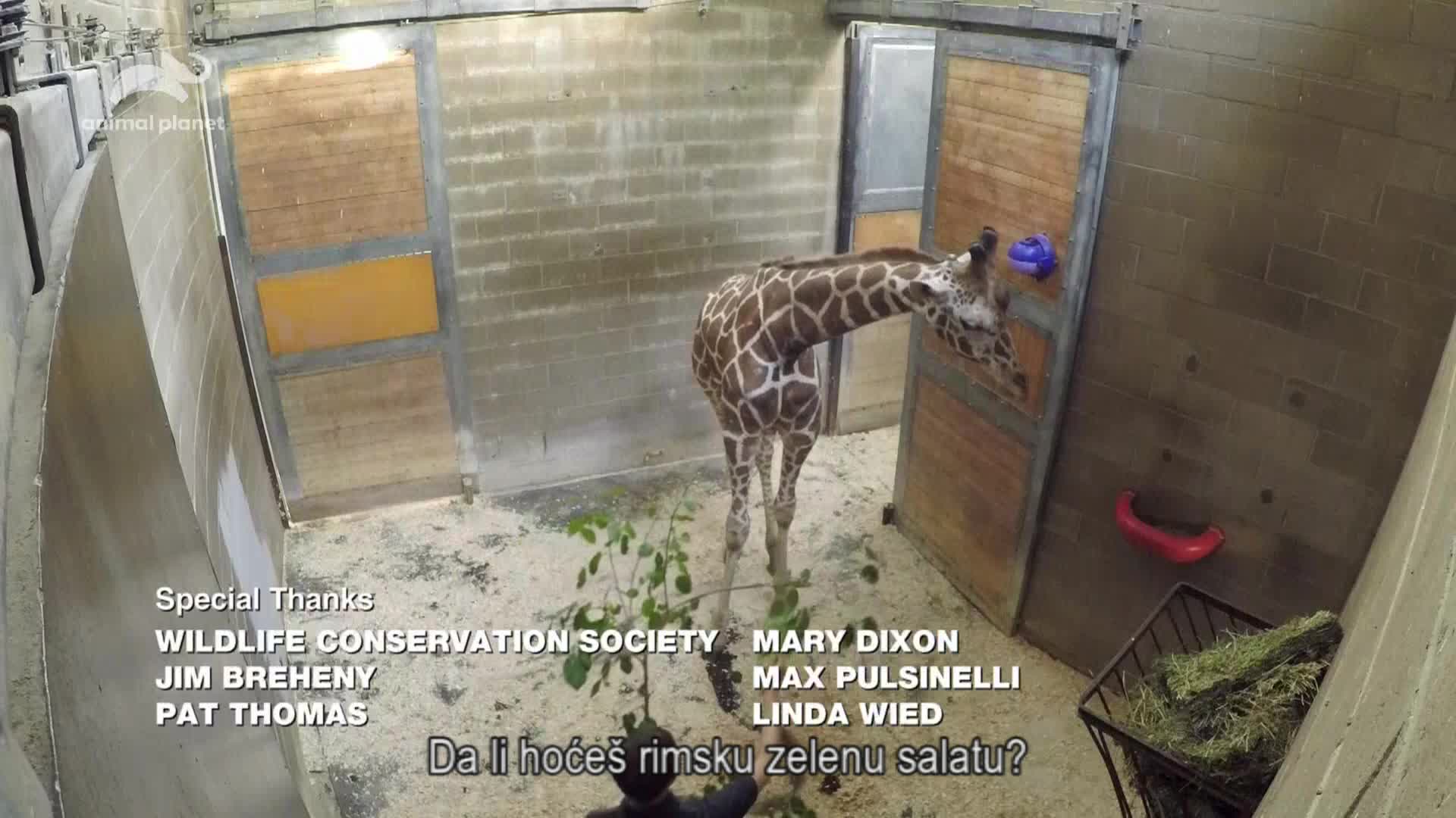 AnimalPlanet