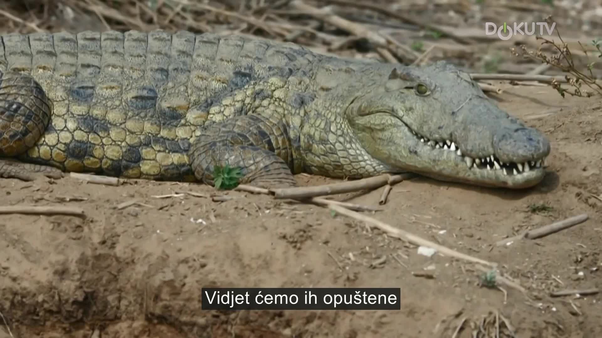 DokuTV