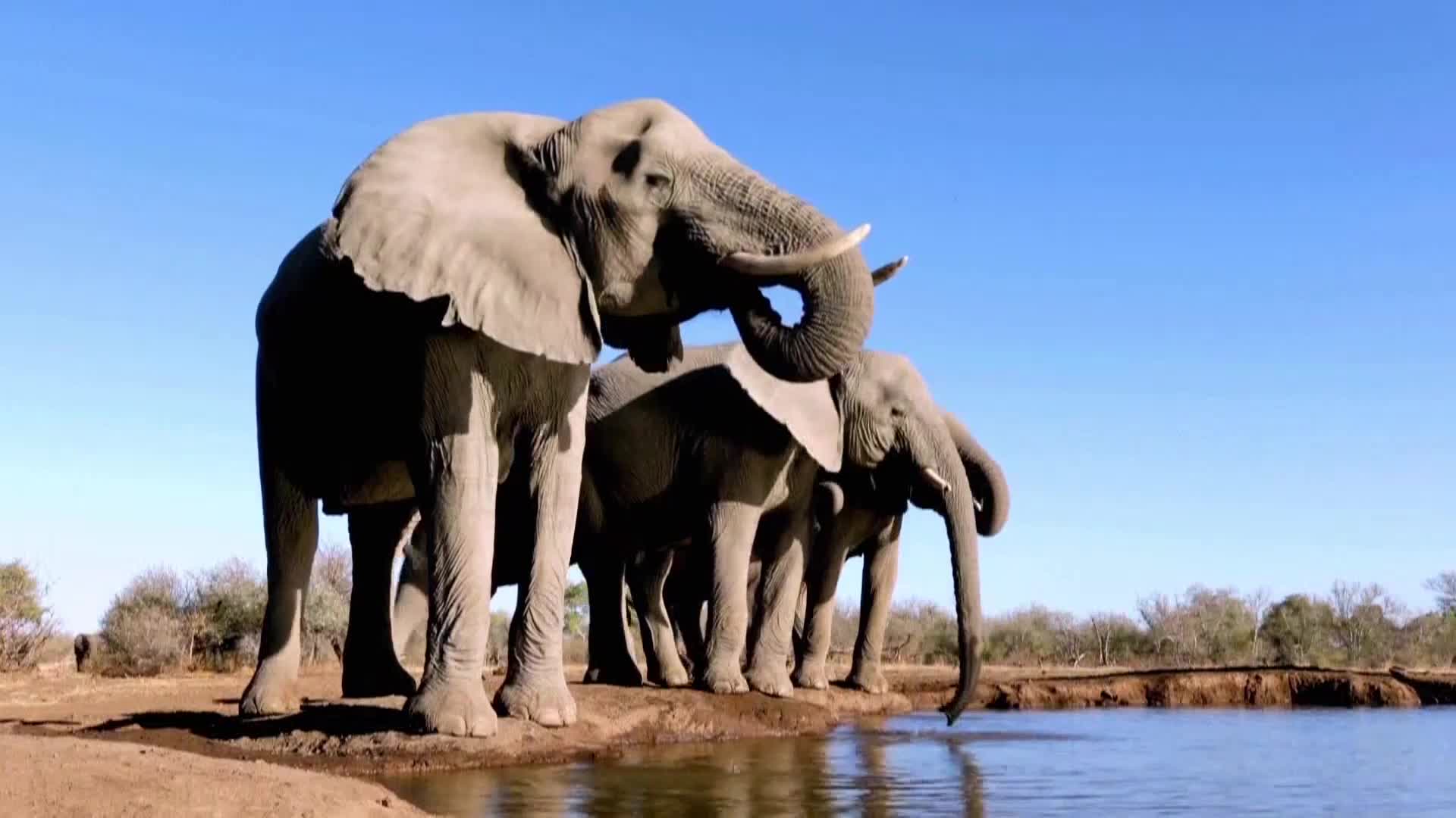 AnimalPlanet