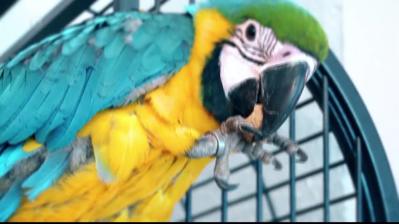 FTV